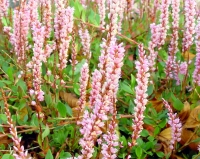 Rich pink flowers in spikes above deep green foliage on reddish stems.